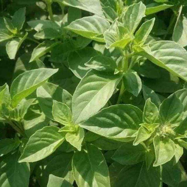 Hạt giống húng trắng ( rau thơm sả ) gói 2gram
