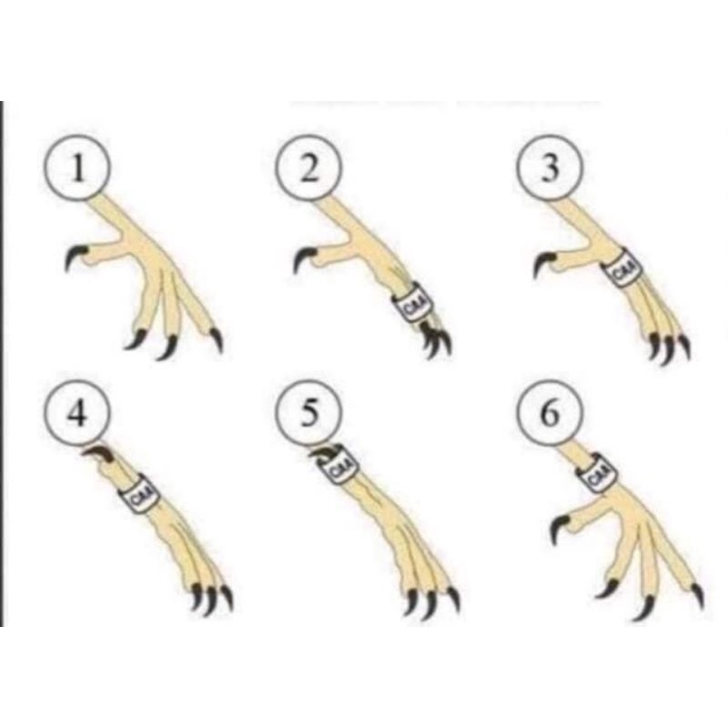 Nhẫn đeo chân cho chim vẹt bằng inox 304 có khắc thông tin theo yêu cầu