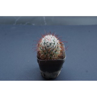 Xương Rồng Mammillaria bocasana
