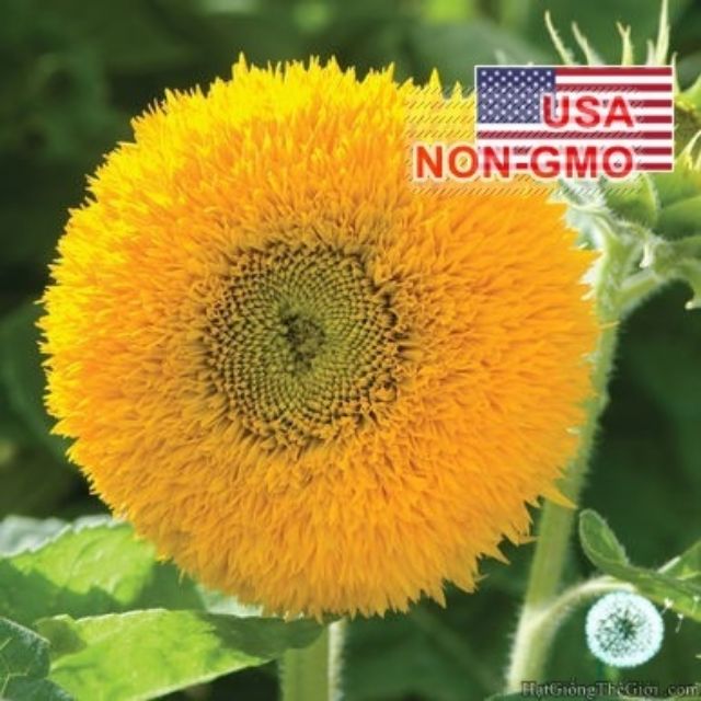 Gói 20 HẠT GIỐNG HOA HƯỚNG DƯƠNG LÙN KÉP HƯỚNG DƯƠNG XÙ