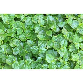 0.5 gram Hạt giống rau càng cua rau xanh trồng chậu gói [CHẤT LƯỢNG]
