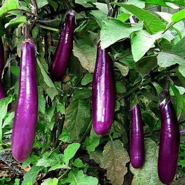 (2Gam) Hạt giống cà tím F1 quả dài CALI cây khỏe, cho trái nhiều