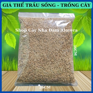 Vỏ Trấu- Vỏ Lúa Trồng Cây