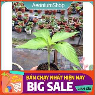 Cây Lá Cẩm 🌿 ( Cây Chằm Khâu ) Gia Vị Nấu Xôi Ngũ Sắc ✨