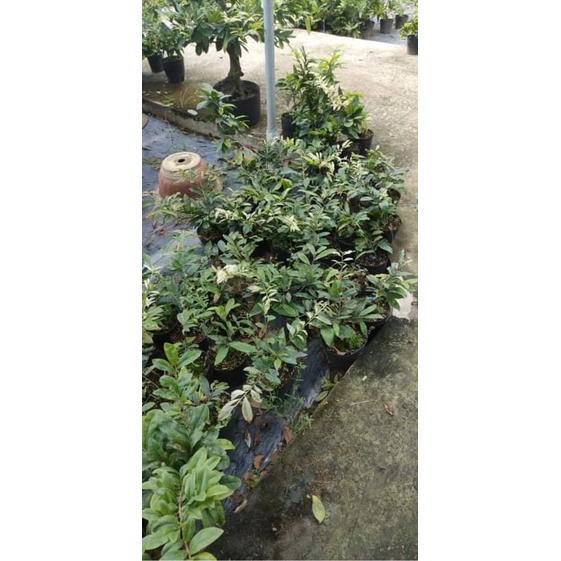 Hoa Bạch Mai Thái 8-18 cánh_cây ghép chuẩn