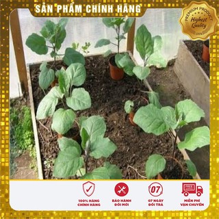 Hạt giống Cà Pháo Trắng 2gram