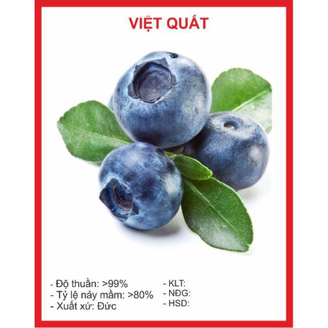 Hạt Giống Việt Quất 5 Hạt luckyseed hạt siêu rẻ