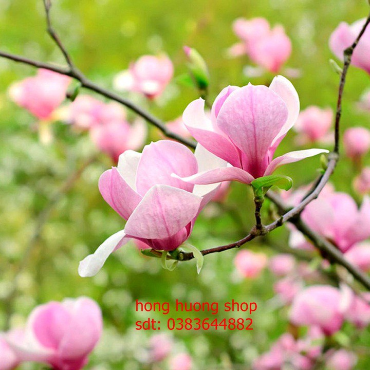 Hạt giống hoa mộc lan