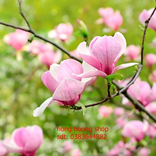 Hạt giống hoa mộc lan
