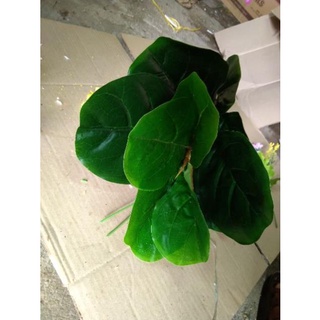 cây bàng singapo giả cảnh 50cm