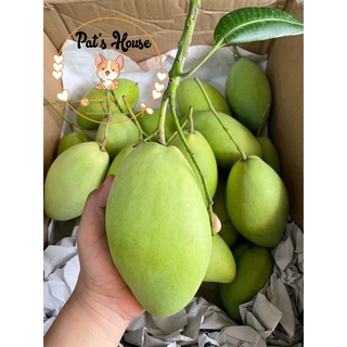 Xoài cát hoà lộc Cao Lãnh