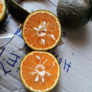 Miếng bẫy ruồi vàng 20 miếng