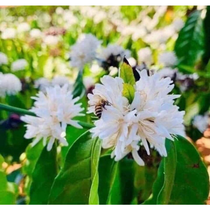 mật ong rừng hoa cafe daklak nguyên chất. cam kết mật chuẩn ko bị lắng đường.