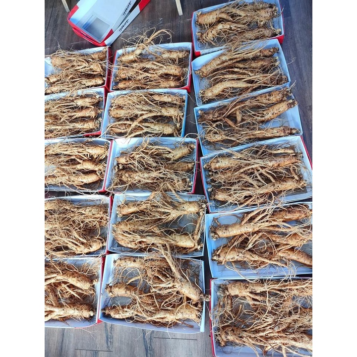 Sâm Hàn Quốc 6 năm tuổi, loại 7 Củ/1Kg. dùng ngâm mật ong
