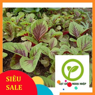 Gói 5 gr giống rau dền 3 màu hat f1