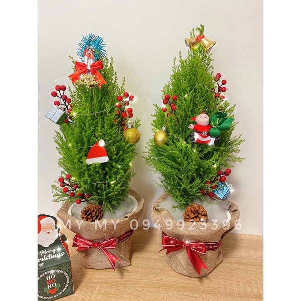Cây sơn tùng trang trí noel