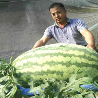 Gói 10 hạt giống dưa hấu khổng lồ ĐẠI GIẢM GIÁ TẾT