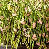 Cây ngọc khúc nhỏ, đã có rễ