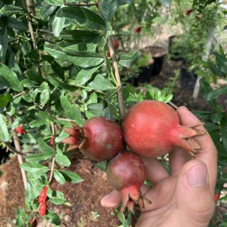 Cây 🌲 Lựu đỏ thái....đang trái