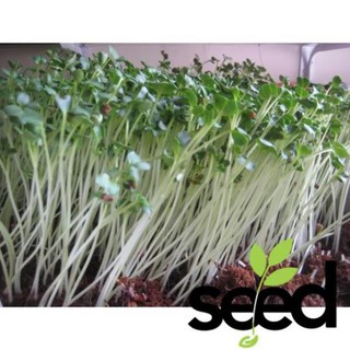 [GIỐNG MỀM, NGỌT, NON] Hạt Giống Rau Mầm Củ Cải Trắng 50 Gram