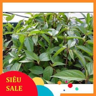 10g Hạt giống Rau Đay đỏ