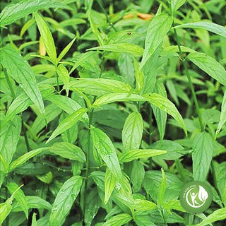 Cây xương khỉ 1kg ND070