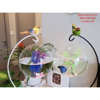 Bể Cá Mini Treo Trên Giá Combo 33 ( Tặng kèm combo 03 phụ kiện trang trí )
