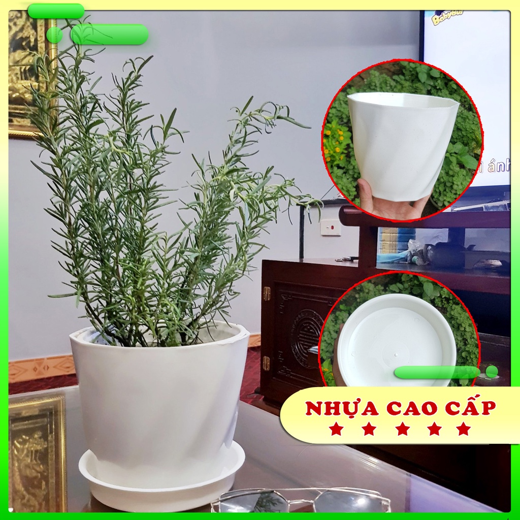 COMBO CHẬU + ĐĨA - Chậu nhựa trắng cao cấp - Chậu loại dày - Chậu với họa tiết xoắn