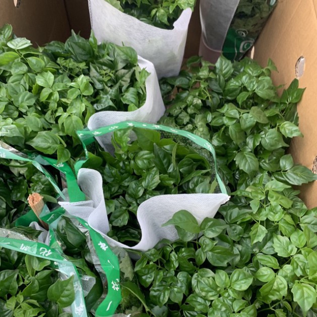 Cây hạnh phúc để bàn cao 25-30cm nhiều cành lá xum xuê và xanh tươi quanh năm, thích hợp trang trí nội thất