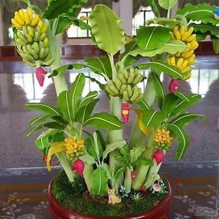 CÂY chuối cảnh mini