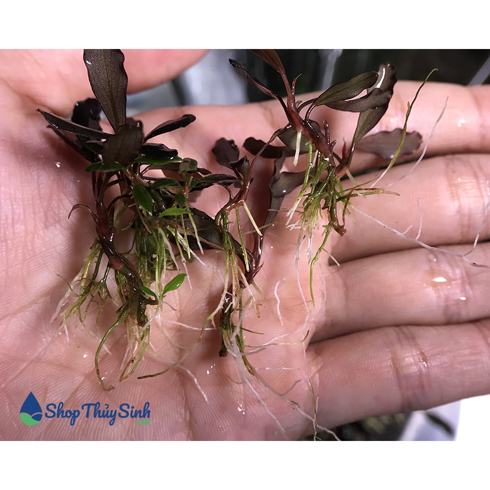 Bucep Ghost NK 2011-2012