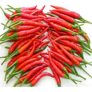 20 HẠT GIỐNG ỚT HIỂM