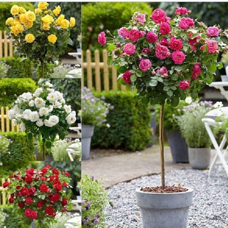 Hạt giống hoa hồng thân gỗ nhiều màu - Gói 20 hạt- Tặng gói kích mầm hạt