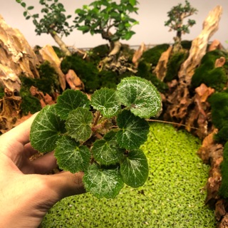 Begonia strawberry  -Tặng 1 chậu Ruby với đơn hơn 250k