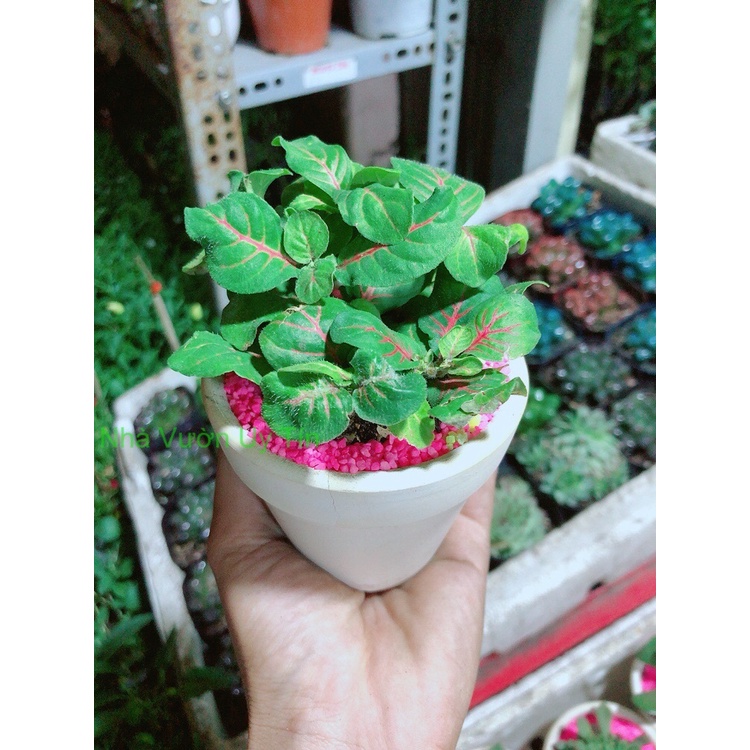 Chậu Cây Lá May Mắn Gân Đỏ