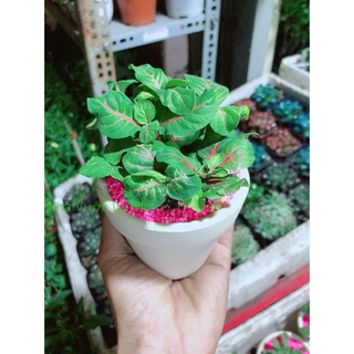 Chậu Cây Lá May Mắn Gân Đỏ
