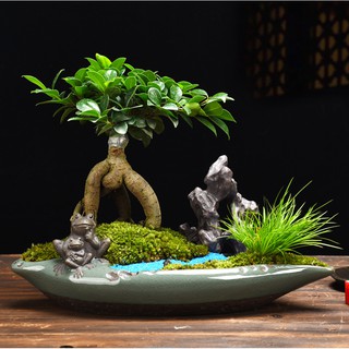 Chậu trồng cây kiểng, bonsai độc đáo