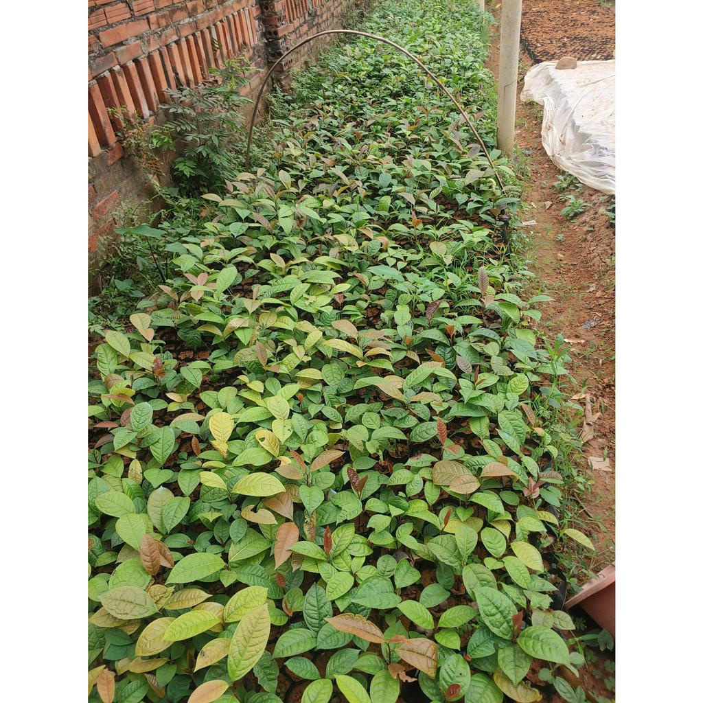 Cây giống trà hoa vàng Ba Chẽ Quảng Ninh cây cao 20-25cm #trà_hoa_vàng_ba_chẽ #cây_giống
