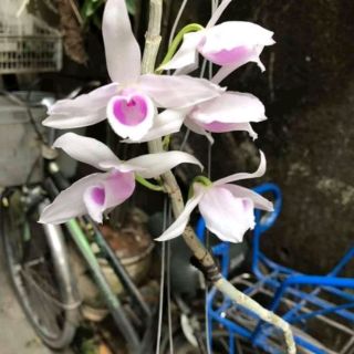 5ct họng hồng gieo hạt