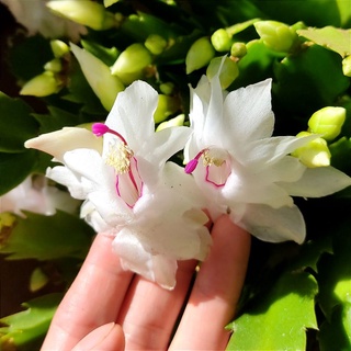 Cây tiểu quỳnh, lan càng cua hoa đỏ và trắng
