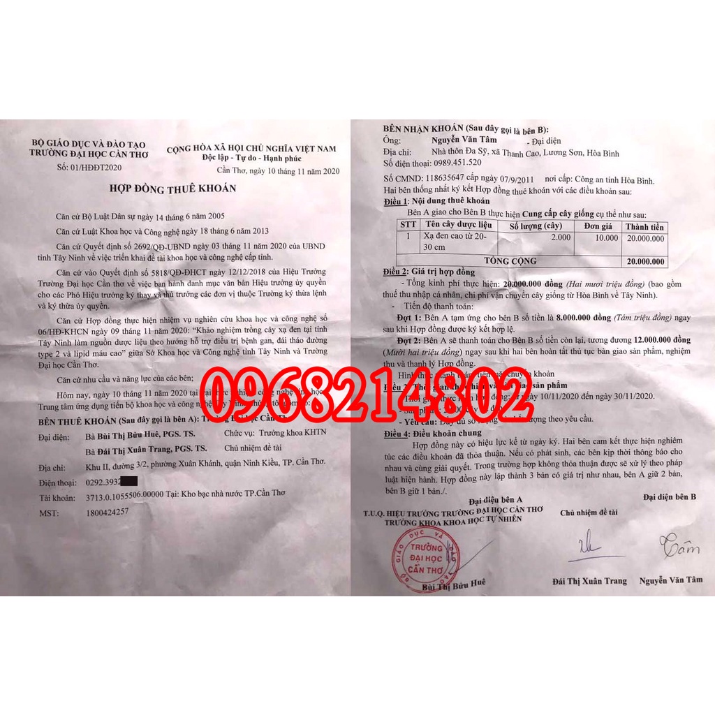 Cây Giống Xạ Đen Hoà Bình F1