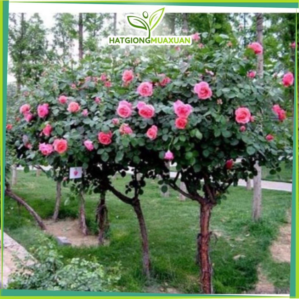 Bán buôn BỘ 02 gói hạt giống hoa Hồng Thân Gỗ TẶNG 1 kích mầm bao đẹp
