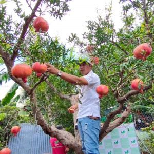 Cây Giống Lựu Đỏ Ấn Độ Nhập Khẩu Trồng Được Trong Chậu