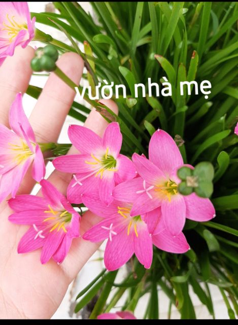 Củ huệ mưa màu hồng