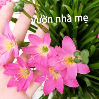 combo 5 củ huệ mưa màu hồng