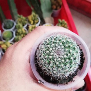 Xương rồng bánh sinh Nhật