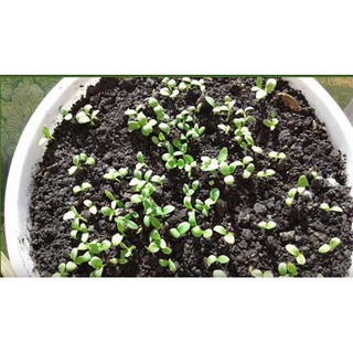 Hoa tím Violet queen Hoa tím nữ hoàng