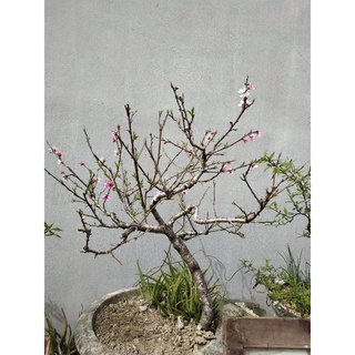 Hạt giống đào phai 5 cánh Tây Bắc (5 hạt)