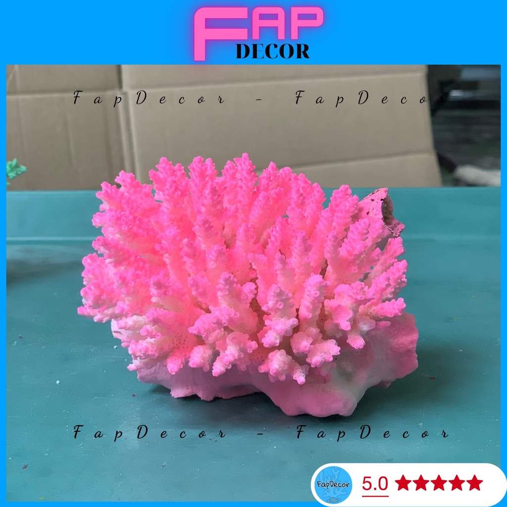 SAN HÔ BÔNG RẠN PHỐI LOANG MÀU, BÔNG RẠN PHỐI MÀU SIÊU ĐẸP DECOR THỦY SINH TRANG TRÍ NHÀ CỬA