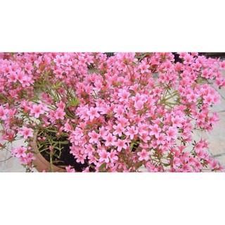 20 cây đỗ quyên,10 nhài nhật